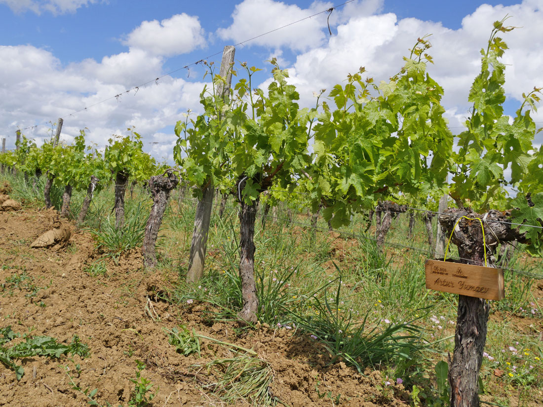 Виноградник на урожай